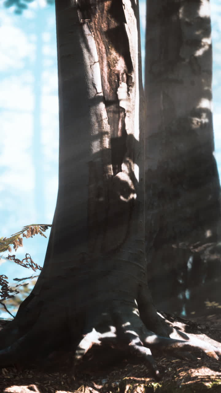 Close Up Of A Tree Trunk In A Forest