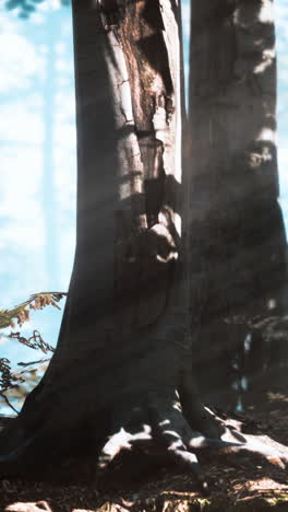 close up of a tree trunk in a forest