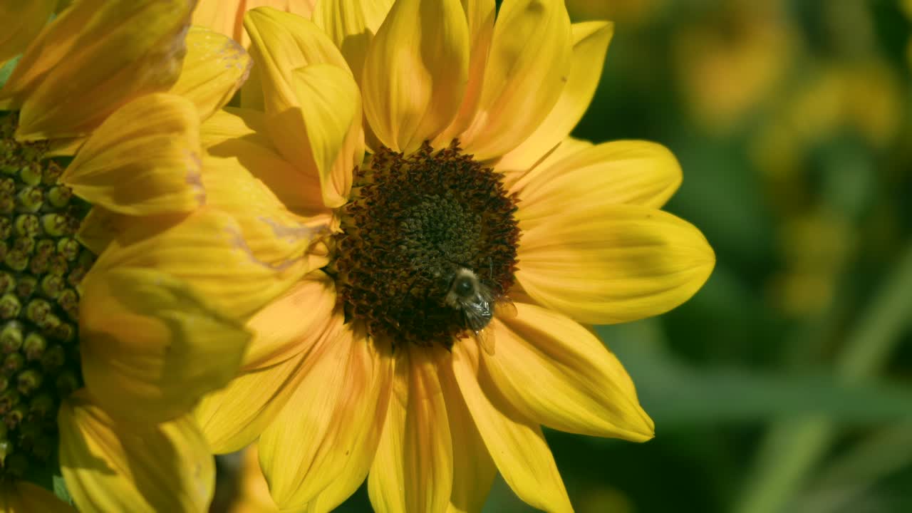 Bee collecting pollen on a sunflower in a summer field. Bright yellow petals and soft green background create a warm nature close-up