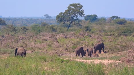 african elephant bush wildlife species loxodonta safari kruger national park south africa