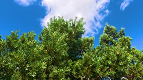 pine trees sway gently beneath blue sky