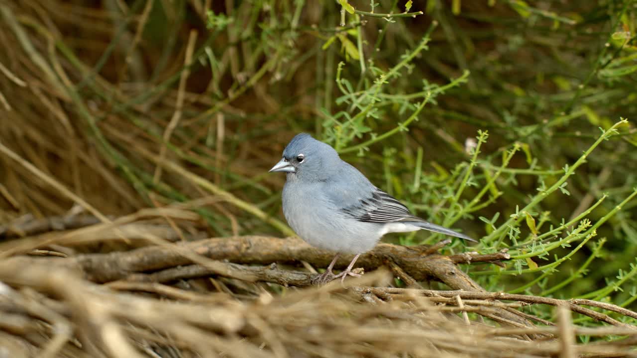 pájaro chaffich azul en el suelo natural del parque nacional del teide, tenerife