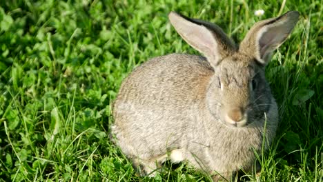 a gray rabbit sitting in green grass