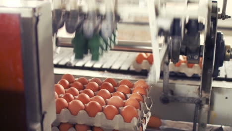 eggs moving on the production line