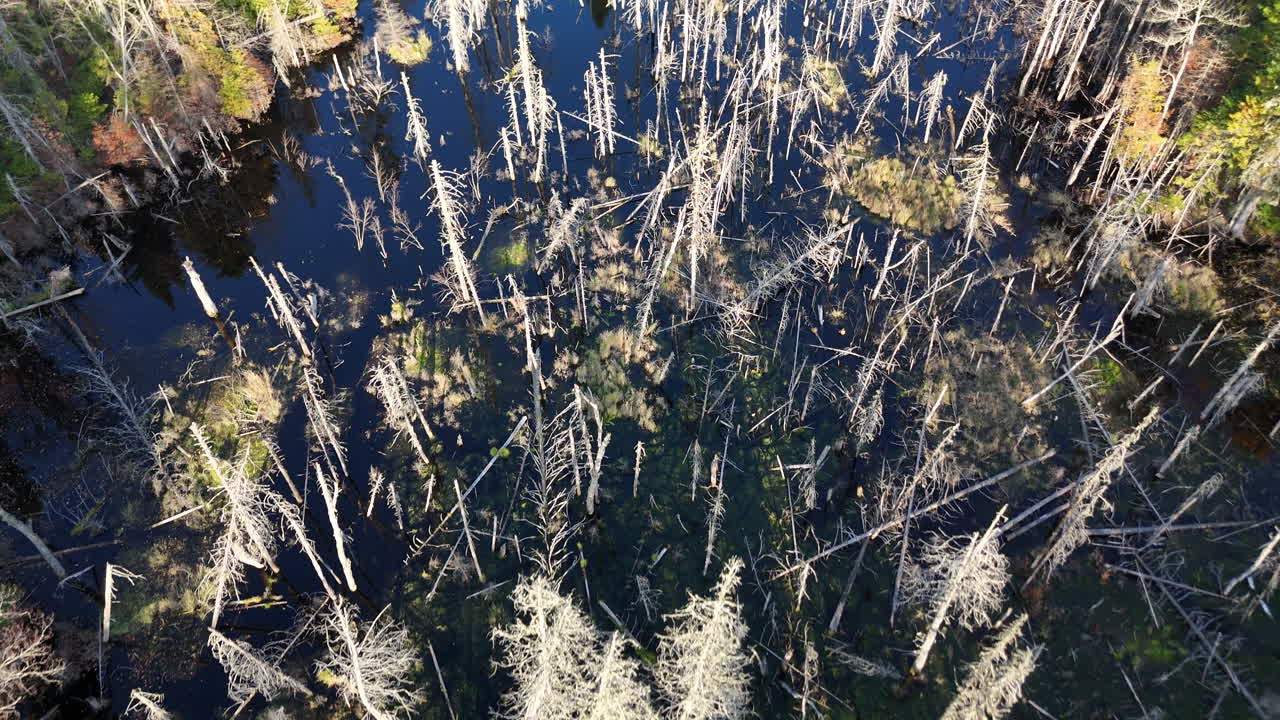 Drone shot over a flooded forest with standing dead trees in Mauricie, Quebec, Canada. Autumn light highlights eerie textures and the tranquil natural landscape