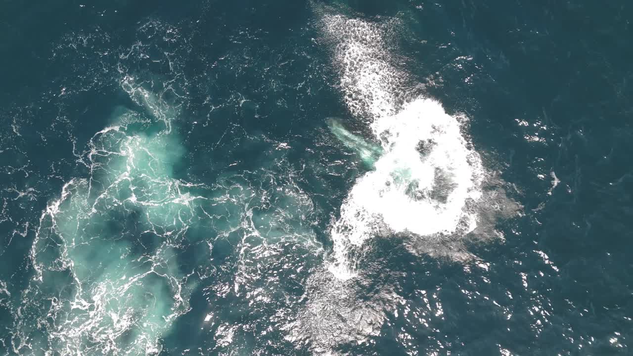 Aerial footage of a playful humpback whale calf jumping out of the water twice near Sydney coastline, Australia. Top-down drone shot capturing splashes and water spouts on a sunny day.