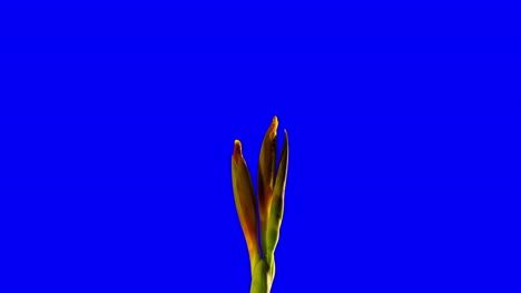 canna indica, orange - yellow lily blossoming on chroma key blue background