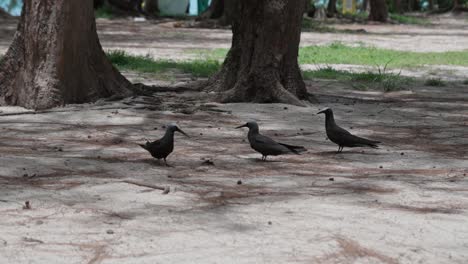 Grupo-De-Pájaros-Negros-Asintiendo