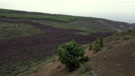 Luftaufnahme-Um-Die-Kahle-Seite-Des-Berges-In-Teneriffa,-Spanien,-Einsamer-Busch