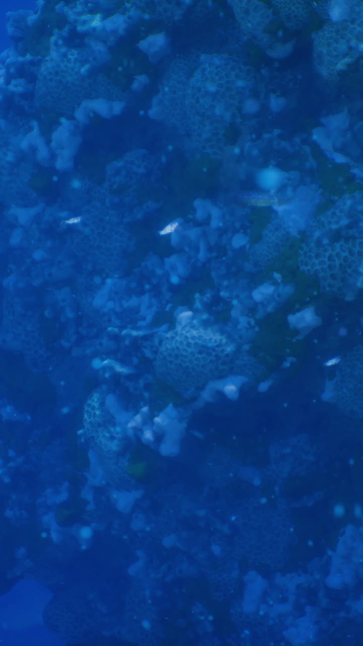 Underwater coral reef with diverse marine life in vibrant blue waters