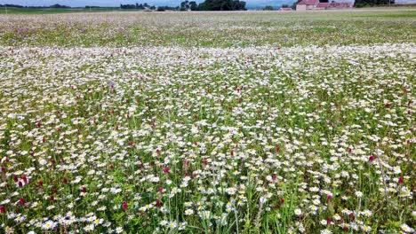 Gran-Prado-De-Flores-Silvestres-Cerca-De-Loch-Leven-En-Escocia-Plantado-Especialmente-Para-La-Vida-Silvestre