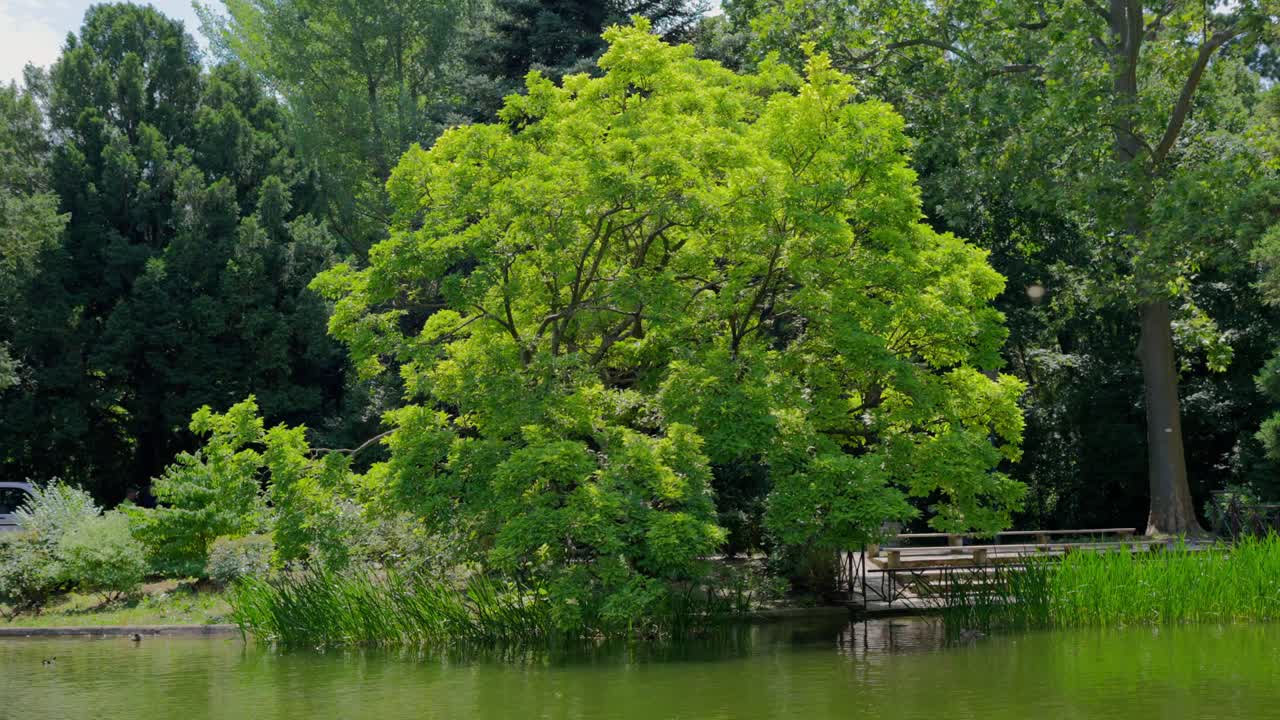 Cinematic medium shot of an Ash Tree with a Pond in the foreground in T&uuml;rkenschanzpark in Vienna during a sunny day at noon