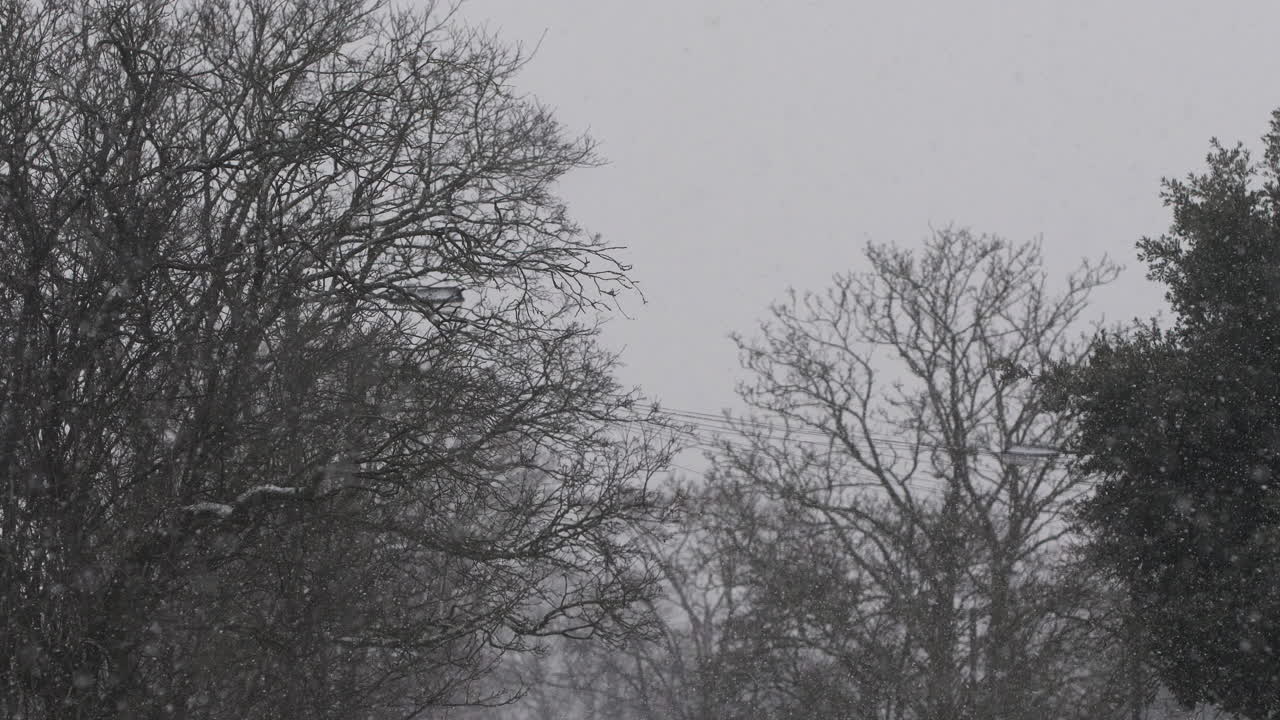 Snow Gently Falling With Bare Trees In The Background