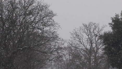 snow gently falling with bare trees in the background