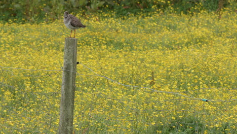 archibebe común de pie en el puesto en el campo con flores silvestres de color amarillo brillante