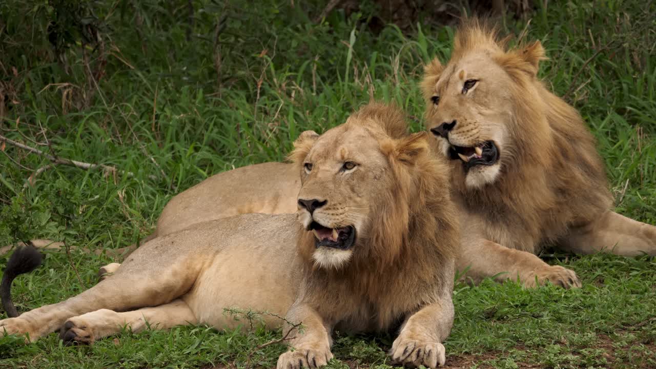 Due maestosi leoni a riposo in una riserva naturale africana, primo piano.