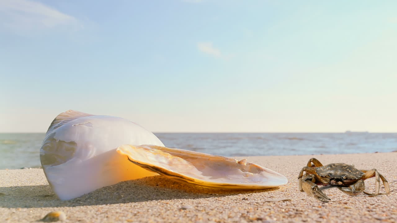 Shells on sand and a crab. Crab on the beach