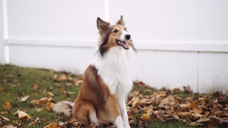 Beautiful-Shetland-sheepdog-looks-around-with-open-mouth-and-then-jumps-up