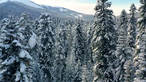 Schöner-Schneeszenenwald-Im-Winter.-Überfliegen-Von-Schneebedeckten-Kiefern.