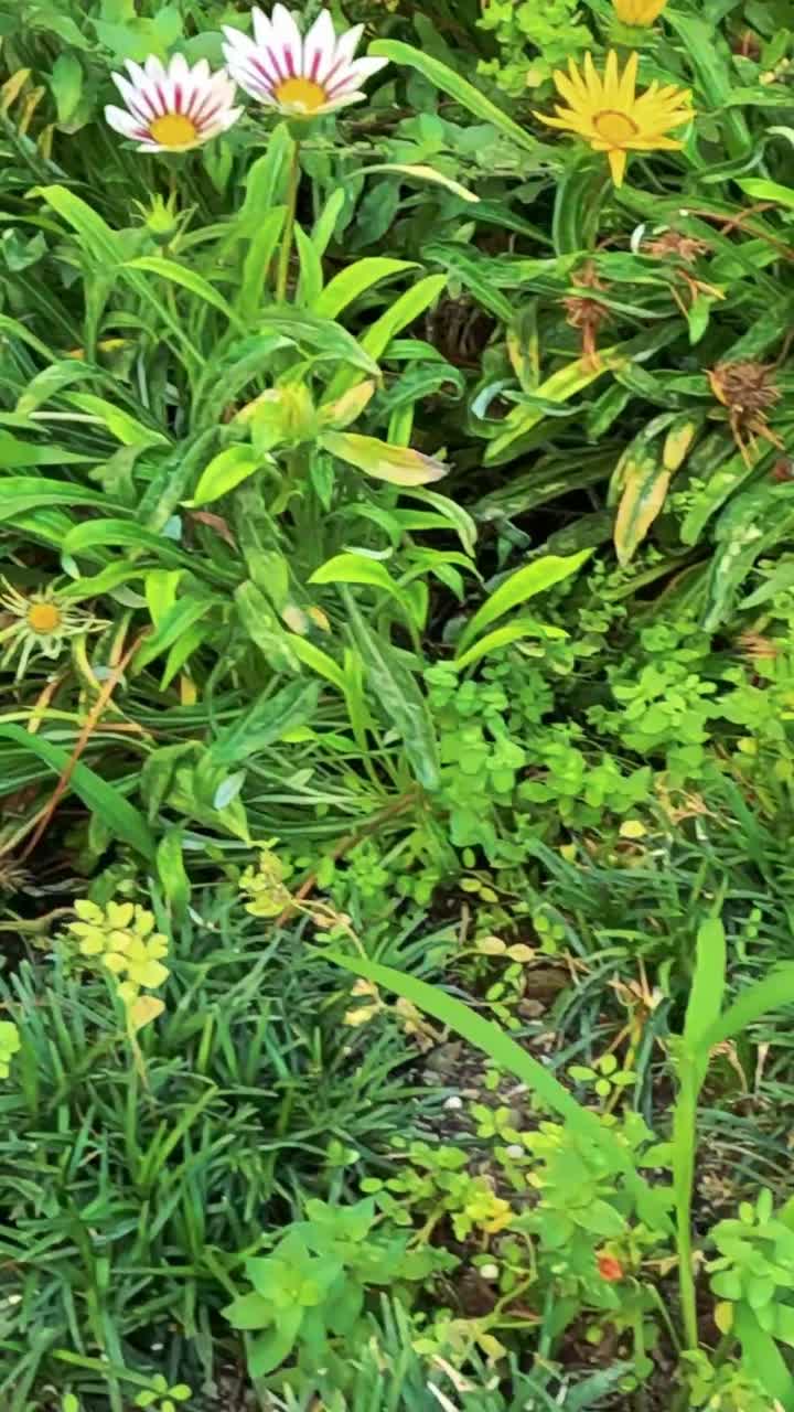 las flores coloridas florecen en el exuberante jardín italiano.