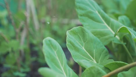 Seed-stuck-in-web-between-Brussels-sprouts-leaves