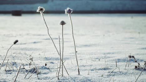 frozen ice-covered plants in snowy plain