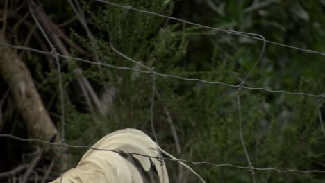 Un-Gallo-Caminando-Por-Los-Pantanos