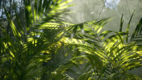 bright-light-shining-through-the-humid-misty-fog-and-jungle-leaves