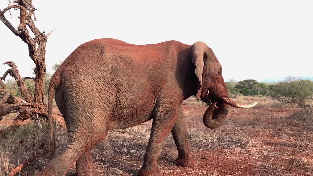 Panning shot as massive African tusker bush elephant walks close by