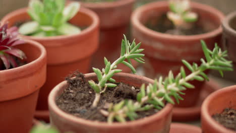 greasy green plant in a pot