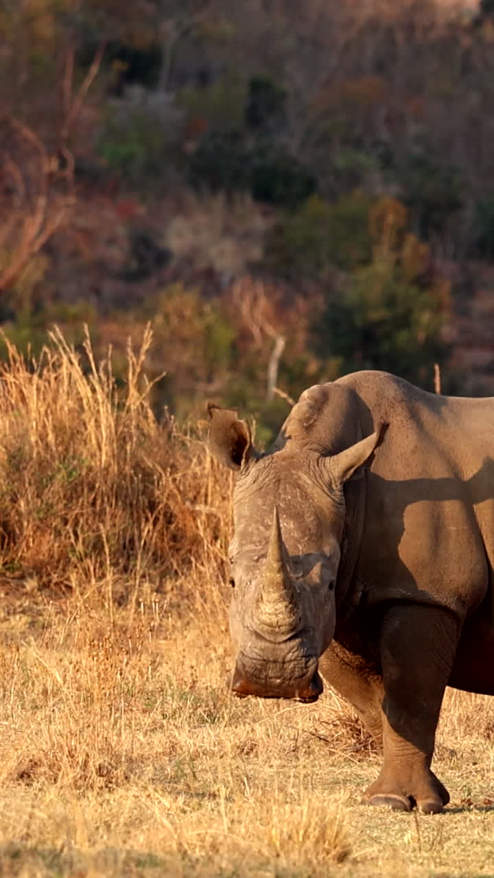 White rhino ears scans for sounds as it's basking in sunrise light, vertical