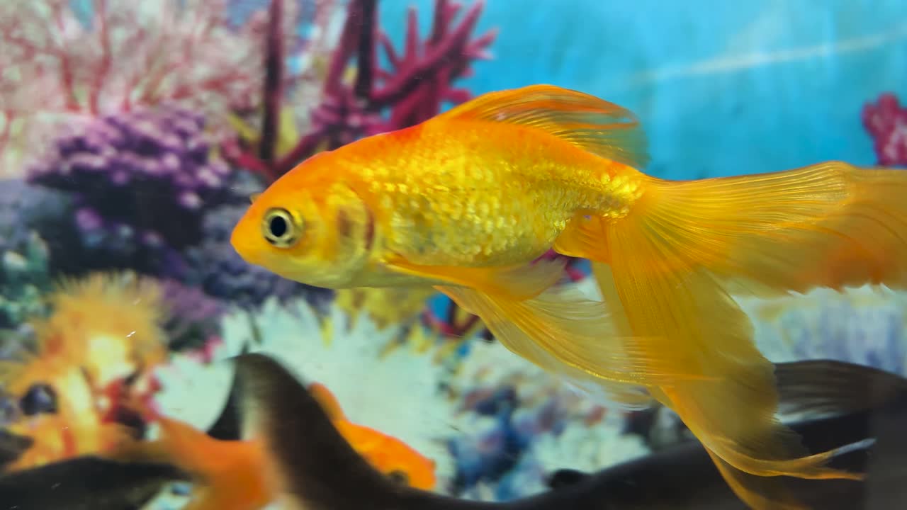 Peixe dourado laranja vibrante nadando em aquário doméstico decorativo.