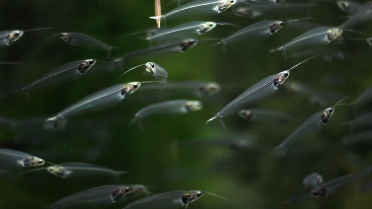 School of Glass Catfish in Aquarium
