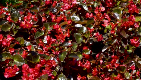 hermoso campo con flores rojas silvestres