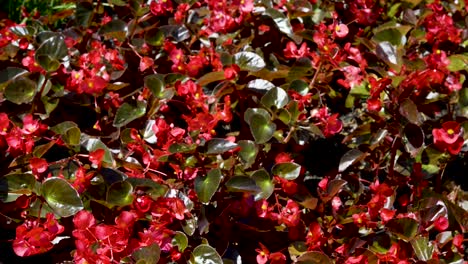 beautiful field with wild red flowers