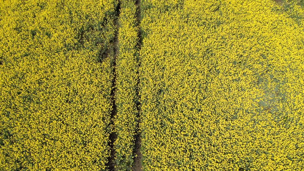스웨덴 농지에서 자라는 아름다운 노란색 작물의 트랙터 트랙을 따라 위에서 유채 드론 영상