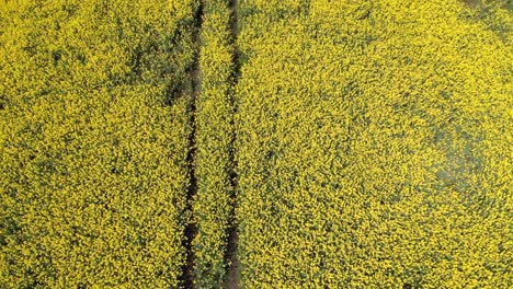 rapeseed drone footage from above following tractor tracks of beautiful yellow crops growing in the farmlands of sweden