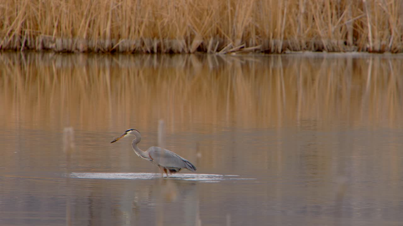 se ve una garza azul sumergiéndose en el agua para atrapar comida