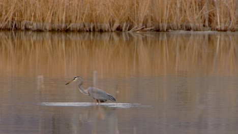 Man-Sieht-Einen-Blaureiher,-Der-Ins-Wasser-Taucht,-Um-Nahrung-Zu-Fangen