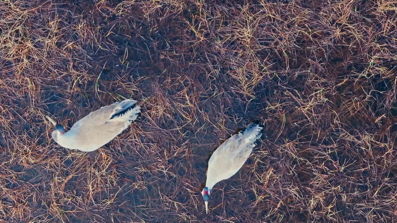 Crane Birds Standing In The Shallow Water - Top View