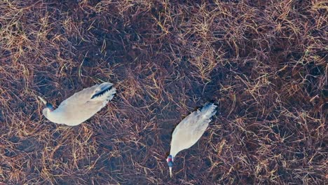 crane birds standing in the shallow water - top view