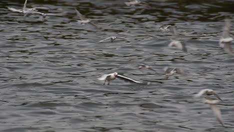 los charranes y las gaviotas que buscan comida son aves marinas migratorias a tailandia, que vuelan en círculos y se turnan para buscar comida que flota en el mar en el muelle del centro recreativo de bangpu