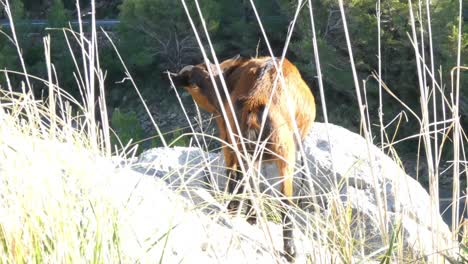 mallorcan wild goat capra aegagrus