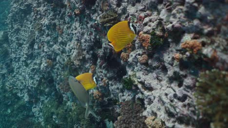 vibrant marine life on a coral reef with butterflyfish