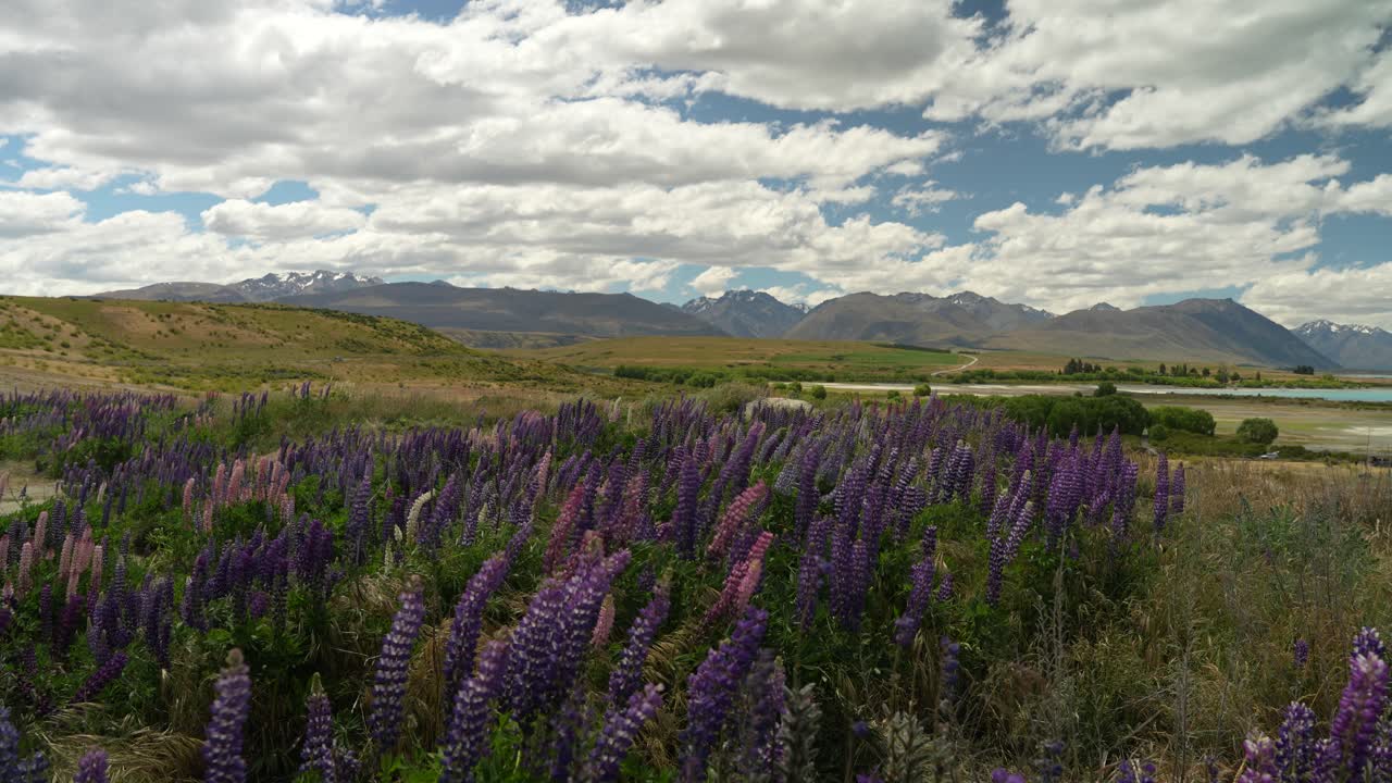 campo de flores de lupino púrpura balanceándose en la brisa con fondo montañoso