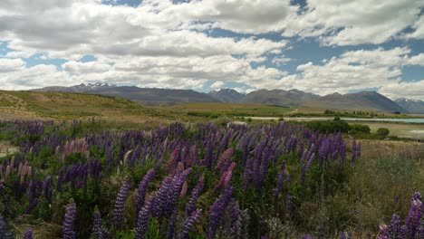 field of purple lupin flowers swaying in breeze with mountainous background