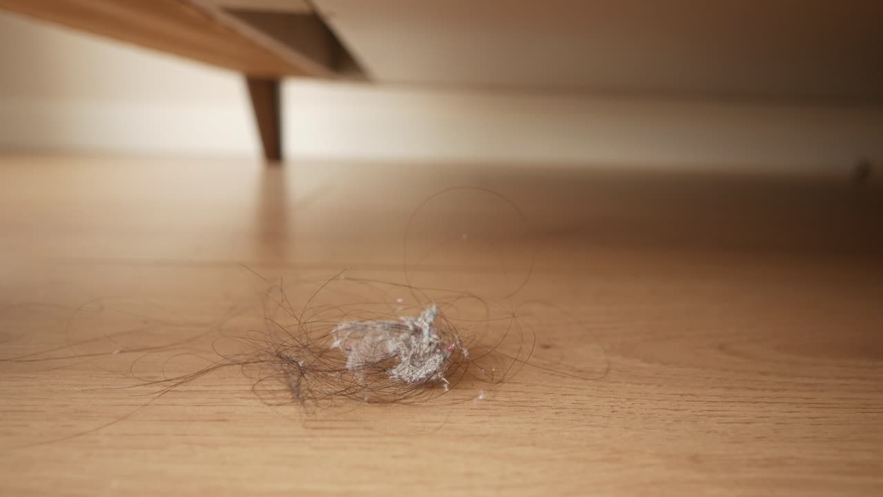 침대 의 먼지 토끼