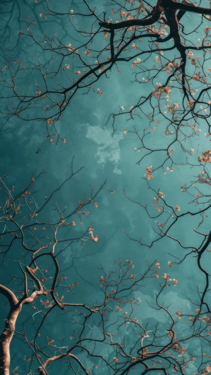 Aerial view of bare tree branches against a teal sky, creating a serene, abstract pattern