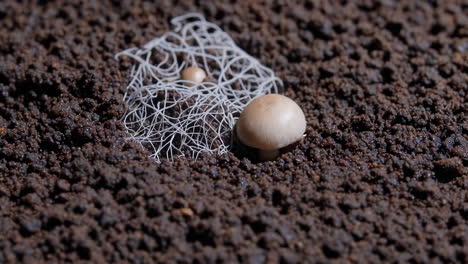 a small mushroom next to a web-like mycelium structure on dark soil