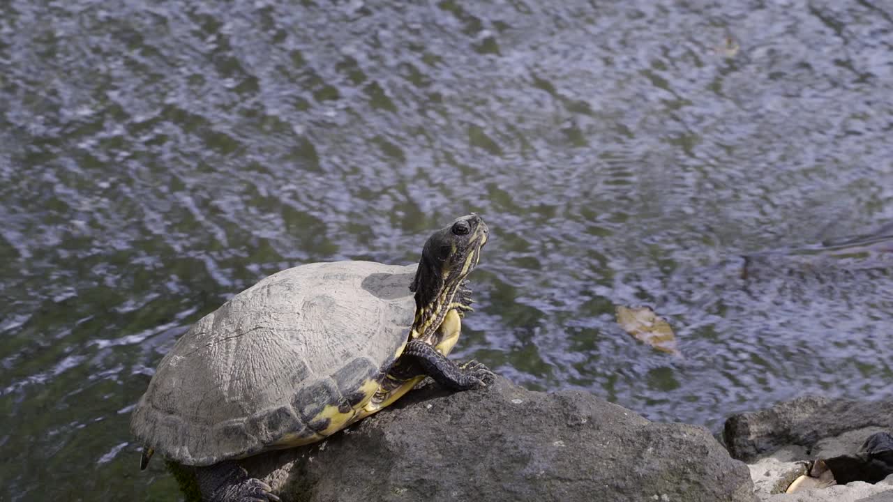 Close up of calmly breathing turtle basking on rock against busy pond with moving water behind it